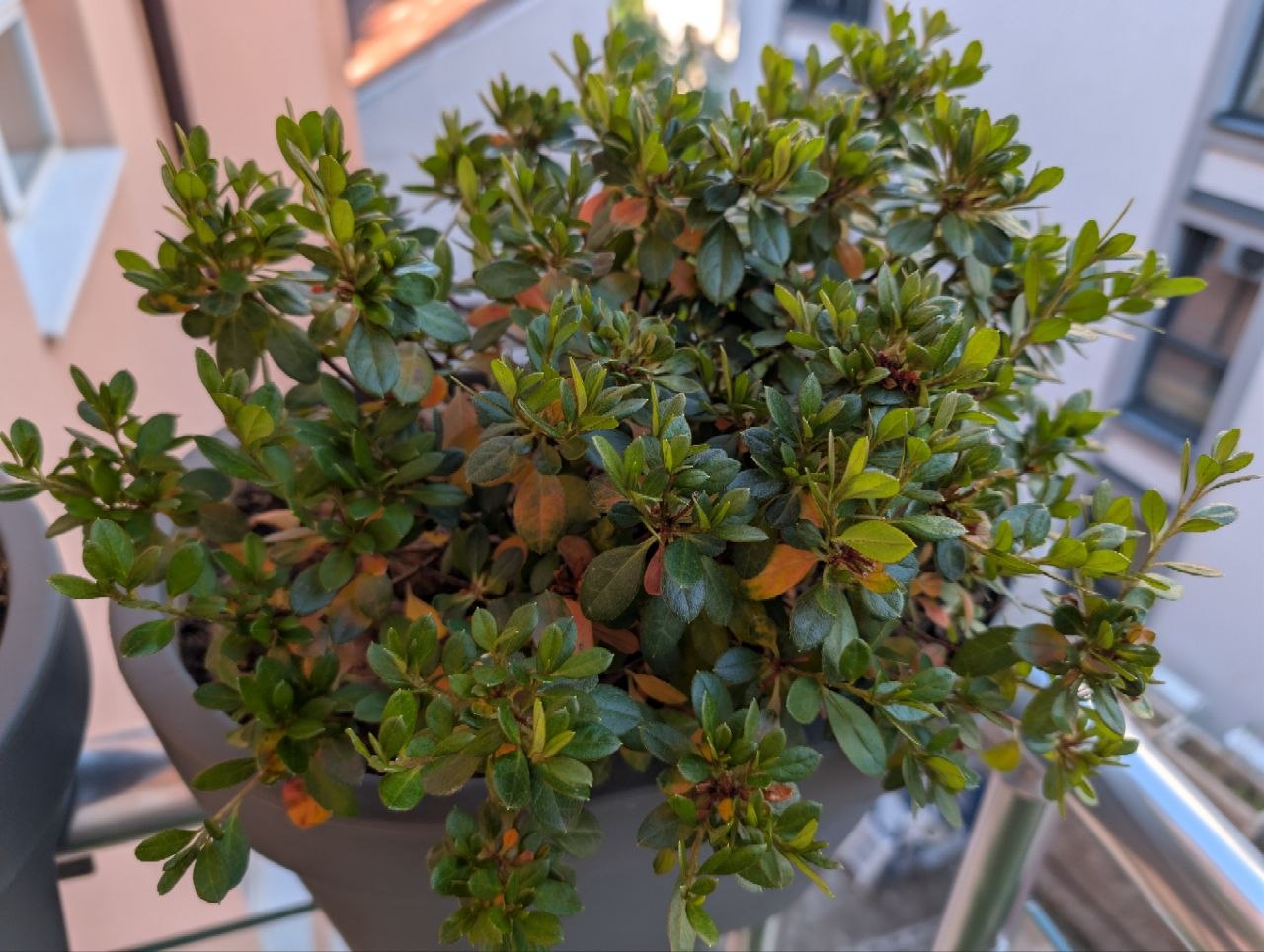 Balcony Plants