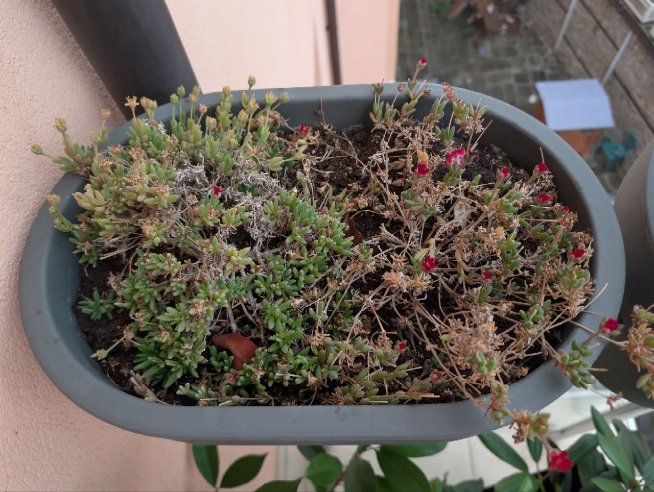 Balcony Plants