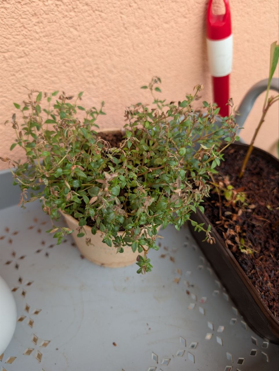 Balcony Plants