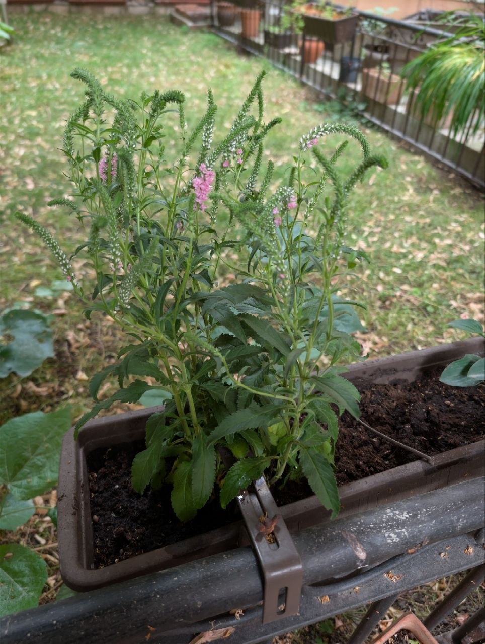 Additional plants planted today