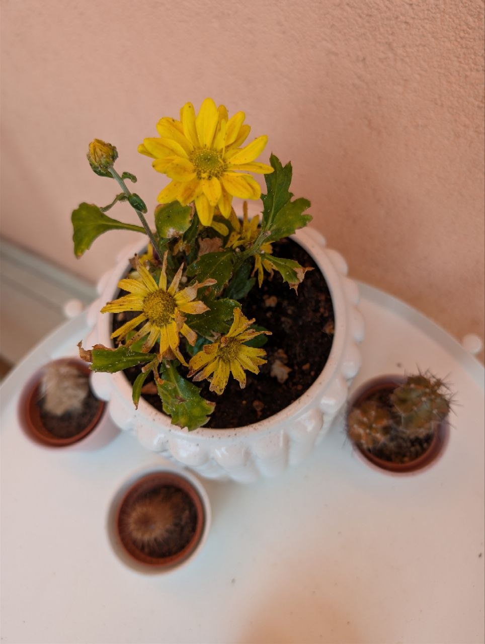 Balcony flowers