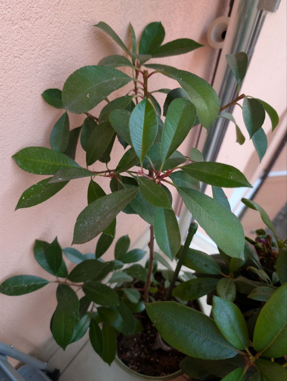 Balcony flowers