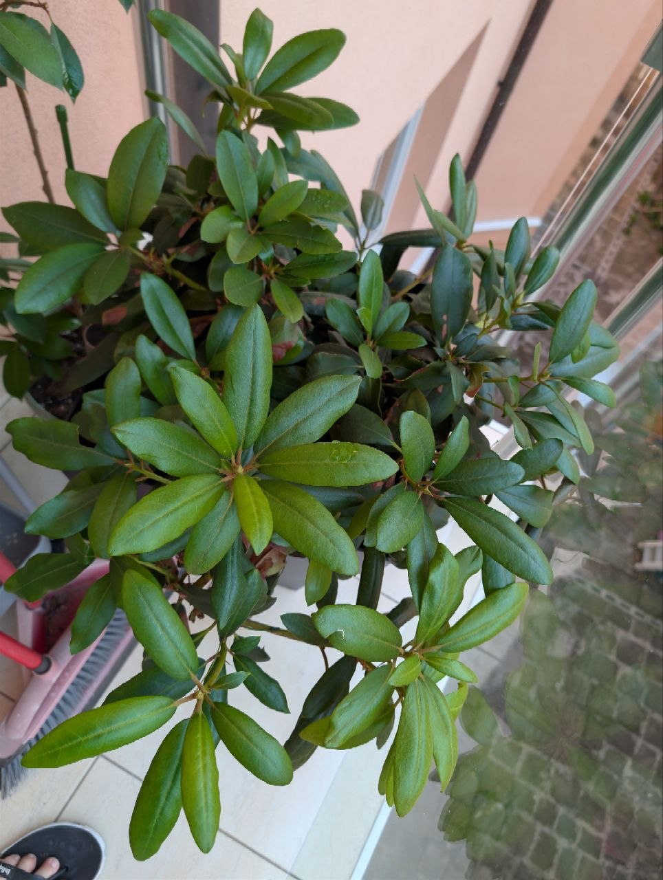 Balcony flowers